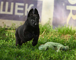 Собаки в Москве: Черный щенок немецкой овчарки рабочего разведения Мальчик, Бесплатно - фото 4