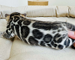 Кошки в Москве: Бенгальские котята питомник Leopardetta Мальчик, Бесплатно - фото 4
