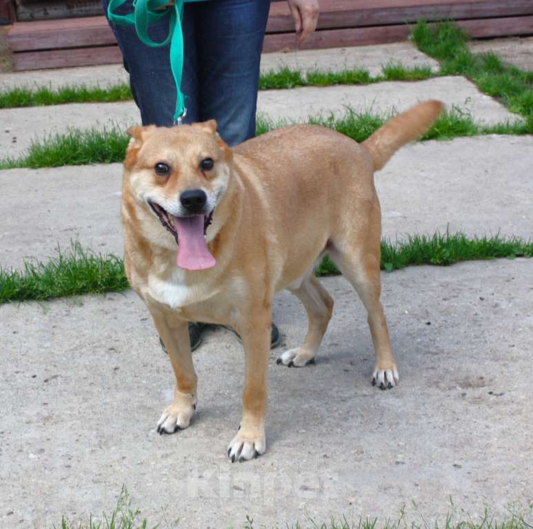 Собаки в Москве:  Рыжик ищет своих людей - ШАНС на дом Мальчик, Бесплатно - фото 4