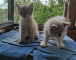Кошки в Дедовске: Котята Мальчик, 1 руб. - фото 1