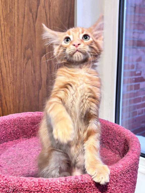 Кошки в Санкт-Петербурге: котенок мейн-кун# Мальчик, 50 000 руб. - фото 1