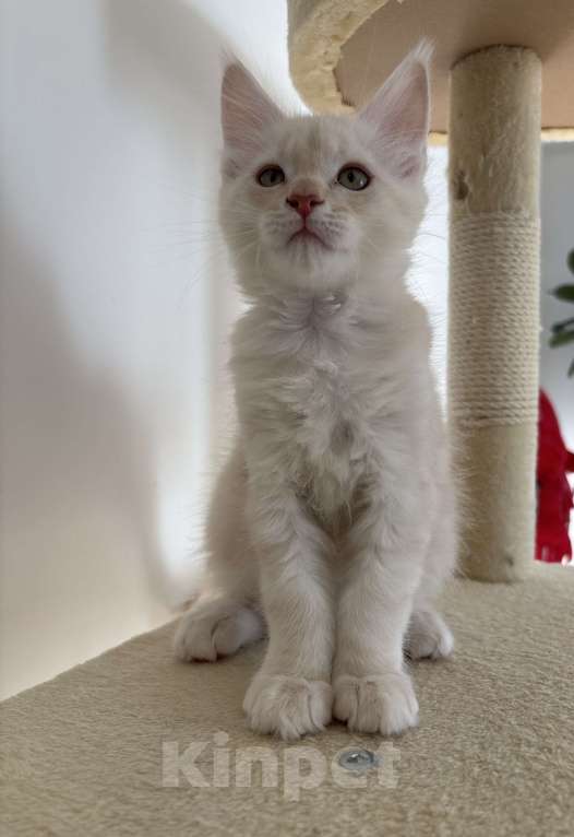 Кошки в Калининграде: Чистокровный котенок Мэйкун, es 22 Мальчик, 35 000 руб. - фото 1