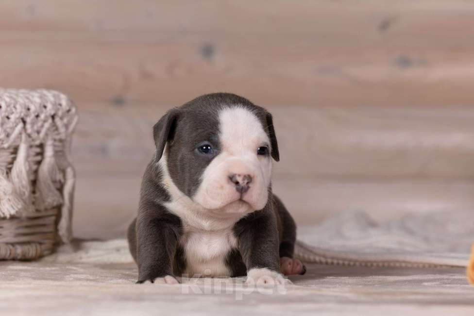 Собаки в Королеве: Американский булли Мальчик, 200 000 руб. - фото 6