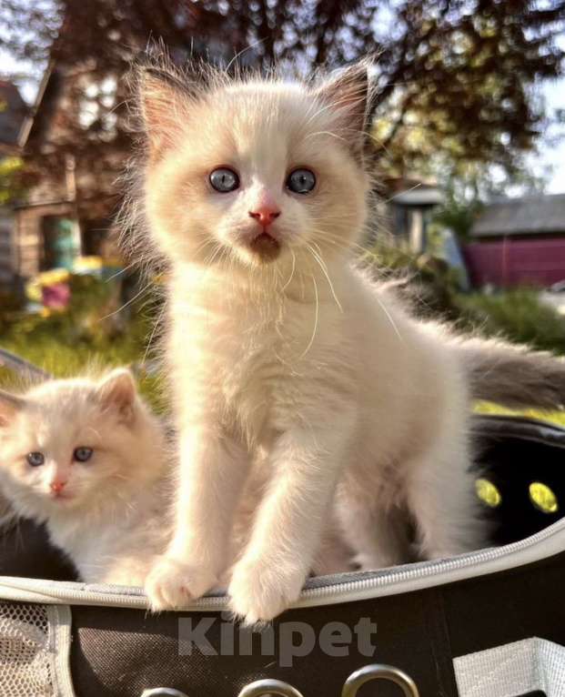 Кошки в Москве: Котята породы рэгдолл Девочка, 50 000 руб. - фото 7