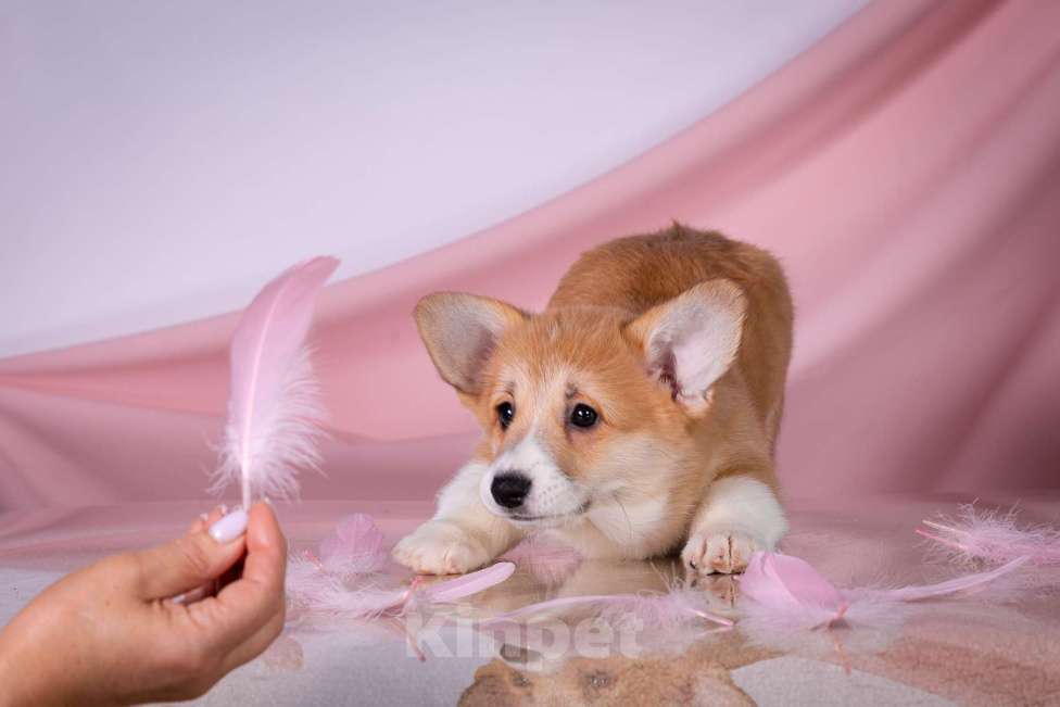 Собаки в Москве: Продам щенка вельш корги пемброк Девочка, 70 000 руб. - фото 4