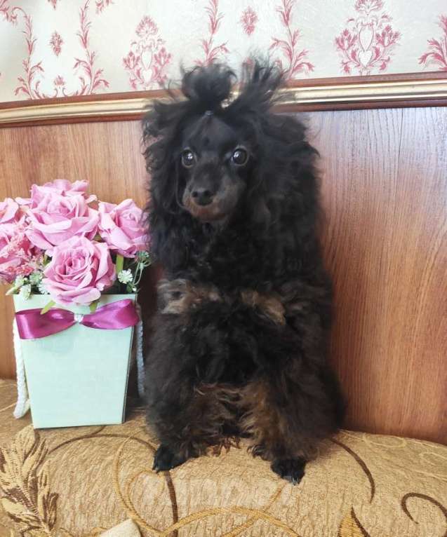 Собаки в Севастополе: Пудель той Мальчик, 50 000 руб. - фото 1