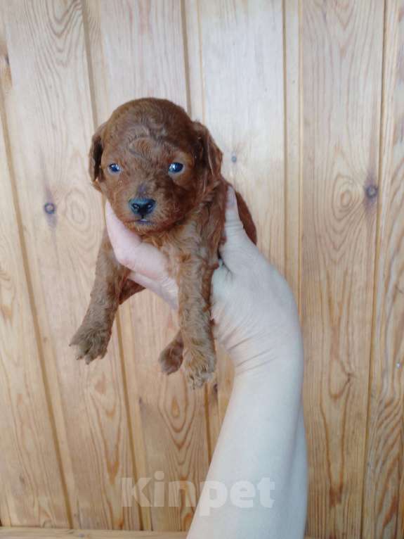 Собаки в Новосибирске: Щенки пуделя Разнополые, 30 000 руб. - фото 1