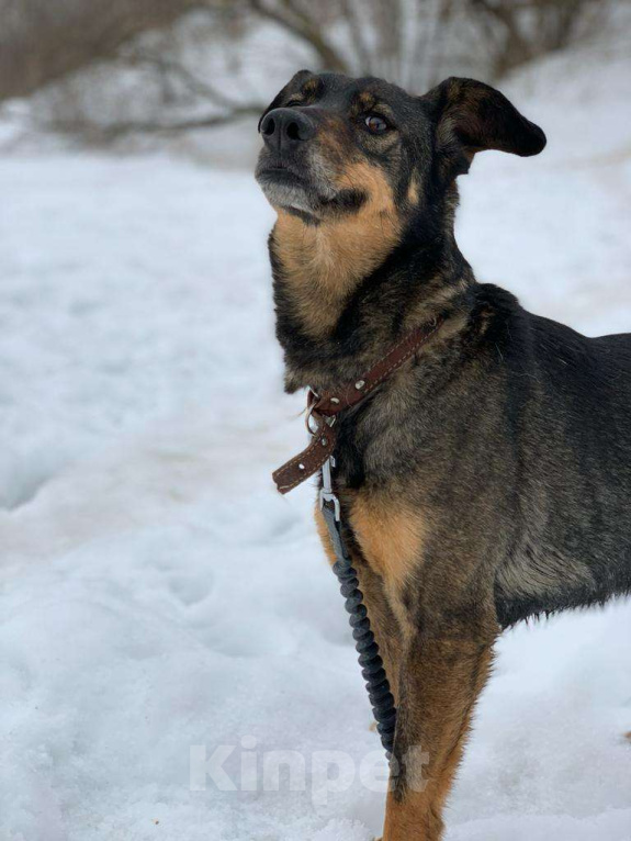 Собаки в Москве: Лика Девочка, Бесплатно - фото 1