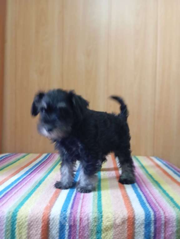 Собаки в Сарапуле: Щенок цвергшнауцера окрас чёрный с серебром двух месячного возраста.  Девочка, 50 000 руб. - фото 6