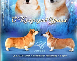 Собаки в Перми: Вельш-корги-пемброк Девочка, 30 000 руб. - фото 2