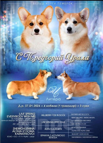 Собаки в Перми: Вельш-корги-пемброк Девочка, 30 000 руб. - фото 2