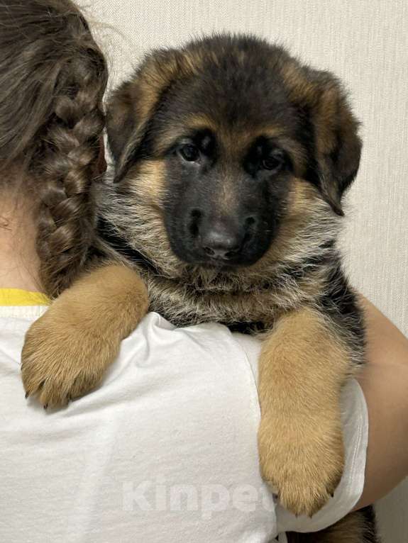 Собаки в Заволжье: Щенки немецкой овчарки с документами Девочка, 50 000 руб. - фото 4