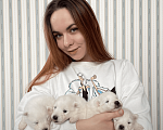 Собаки в Новосибирске: Девочка -Щенок японского шпица от титулованных родителей. Безопастная пересылка по РФ Девочка, 50 000 руб. - фото 3