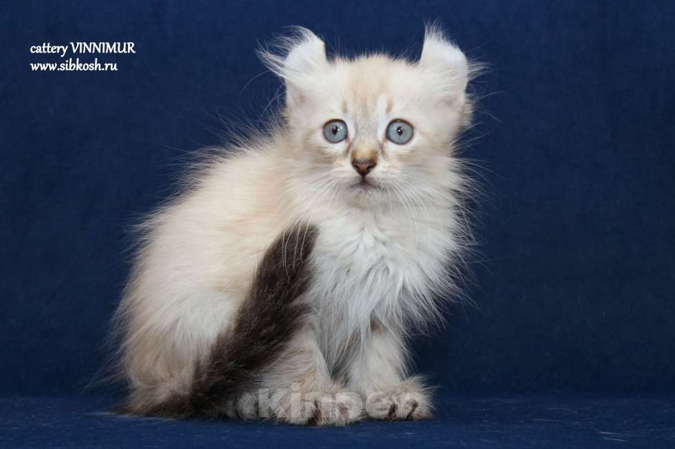 Кошки в Санкт-Петербурге: Котенок американский кёрл Девочка, Бесплатно - фото 3