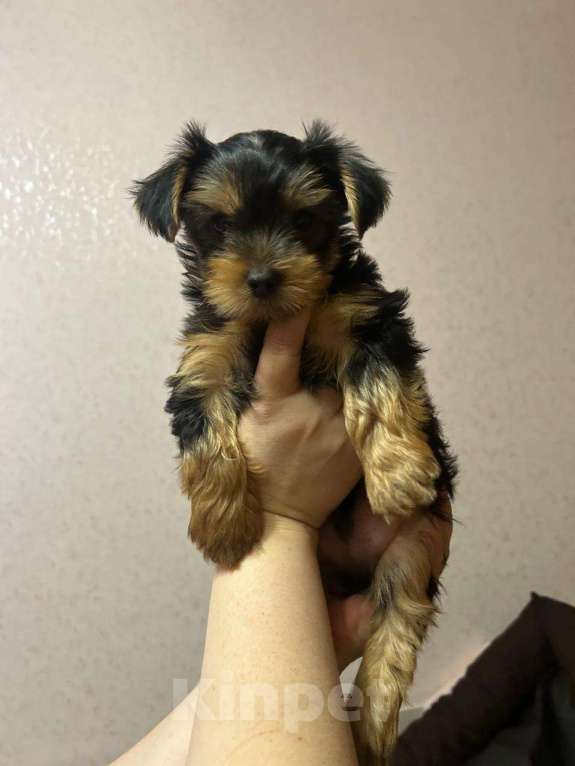 Собаки в Нововоронеже: Умница Мальчик, 25 000 руб. - фото 2