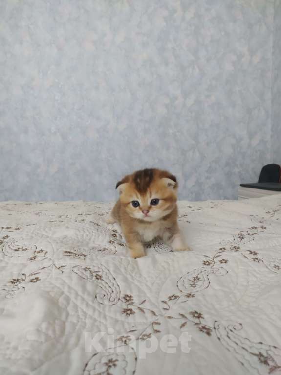 Кошки в Краснодаре: шотландская золотая шиншила Девочка, 20 000 руб. - фото 5