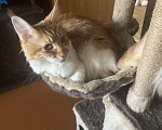Кошки в Долгопрудном: Потерялась кошка Девочка, Бесплатно - фото 1