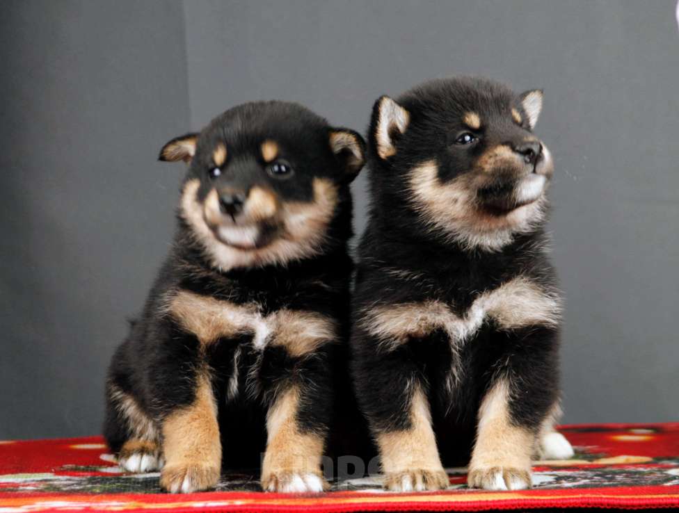 Собаки в других городах Ленинградской области: Отличные породистые щенки Сиба-ину Мальчик, Бесплатно - фото 4