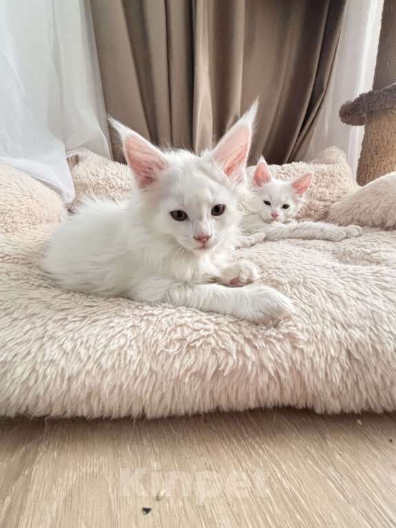 Кошки в Калининграде: Чистокровный котенок Мэйкун  Мальчик, 50 000 руб. - фото 1