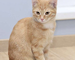 Кошки в Москве: Рыжий котенок Бусинка в добрые руки Девочка, 1 руб. - фото 4