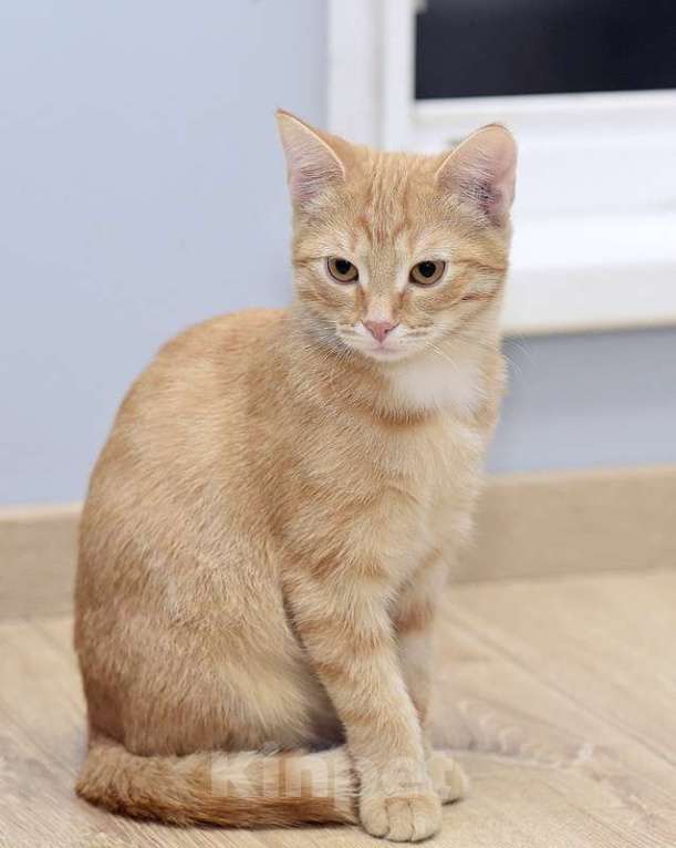 Кошки в Москве: Рыжий котенок Бусинка в добрые руки Девочка, 1 руб. - фото 4