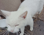 Кошки в Одинцово: Нашла кошку Одинцово! Полностью белый окрас, глаза зелёные с гетерохромией Девочка, 1 руб. - фото 3
