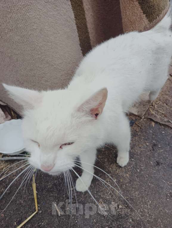 Кошки в Одинцово: Нашла кошку Одинцово! Полностью белый окрас, глаза зелёные с гетерохромией Девочка, 1 руб. - фото 3