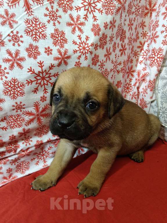 Собаки в других городах Краснодарского края: Кане-Корсо, щенок Девочка, 20 000 руб. - фото 9