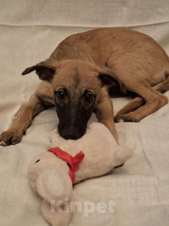 Собаки в Москве: Щенки метисы уиппета Мальчик, 5 руб. - фото 6