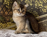 Кошки в Астрахани: Котик Царес Мальчик, 30 000 руб. - фото 6