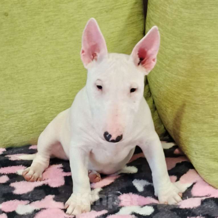 Собаки в Санкт-Петербурге: Щенок 4 мес. девочка Девочка, 60 000 руб. - фото 7