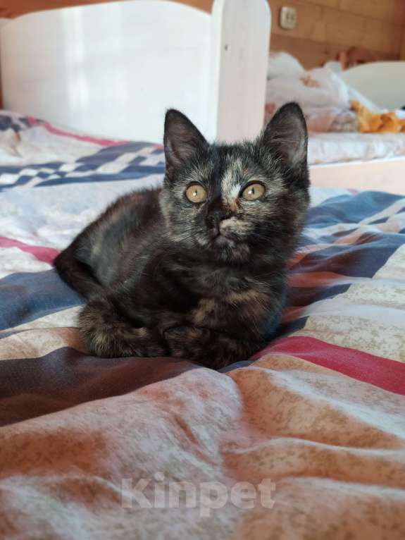 Кошки в Санкт-Петербурге: Ласковый  котëнок Софочка в добрые руки Девочка, Бесплатно - фото 9