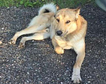 Собаки в Калязине: Найдена собака Мальчик, 1 руб. - фото 1