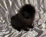 Собаки в Москве: Щенки померанский шпиц, кобель, черный Мальчик, 70 000 руб. - фото 9