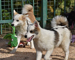 Собаки в Москве: Ненецкая оленегонная лайка, сука Ариша.  Девочка, 60 000 руб. - фото 5