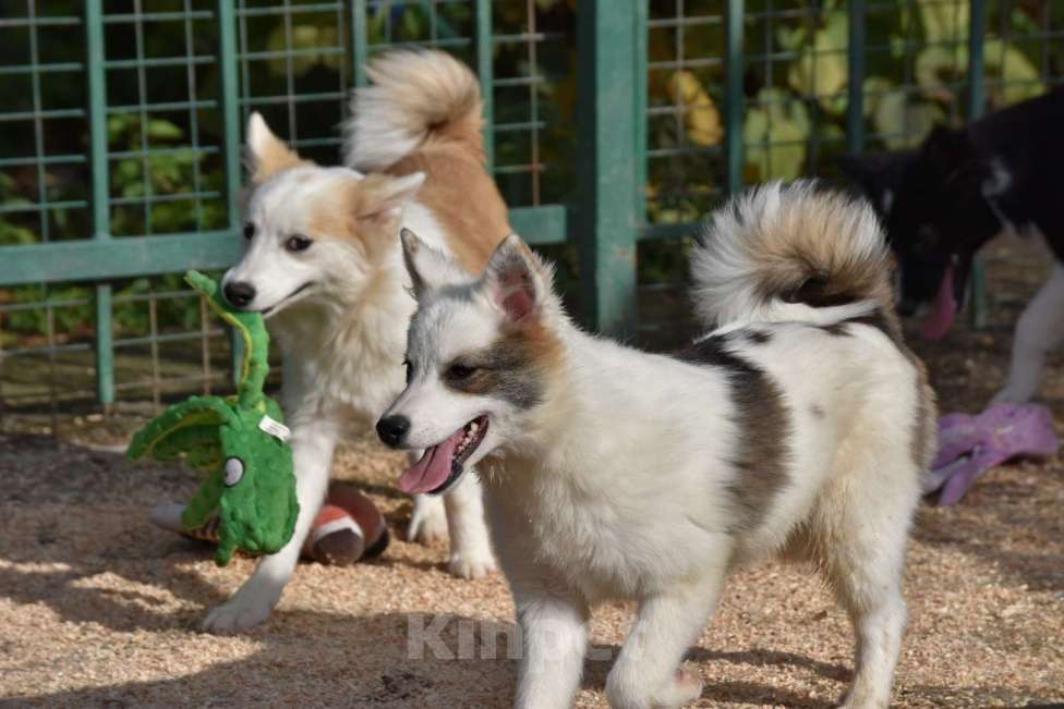 Собаки в Москве: Ненецкая оленегонная лайка, сука Ариша.  Девочка, 60 000 руб. - фото 5