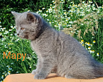 Кошки в Пензе: Британские котята Девочка, 3 500 руб. - фото 6