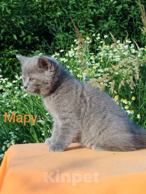 Кошки в Пензе: Британские котята Девочка, 3 500 руб. - фото 6
