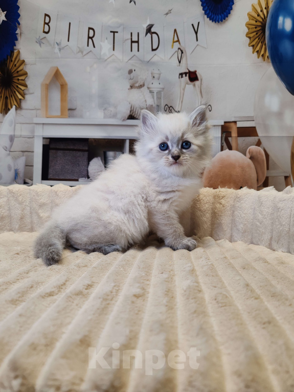 Кошки в других городах Московской области: Мальчик Кубик Мальчик, 100 000 руб. - фото 3