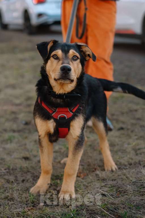 Собаки в Санкт-Петербурге: Гарри из приюта в добрые руки Мальчик, Бесплатно - фото 4