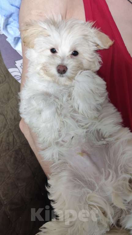 Собаки в Воронеже: Мальтипу мальчик Мальчик, 45 000 руб. - фото 4