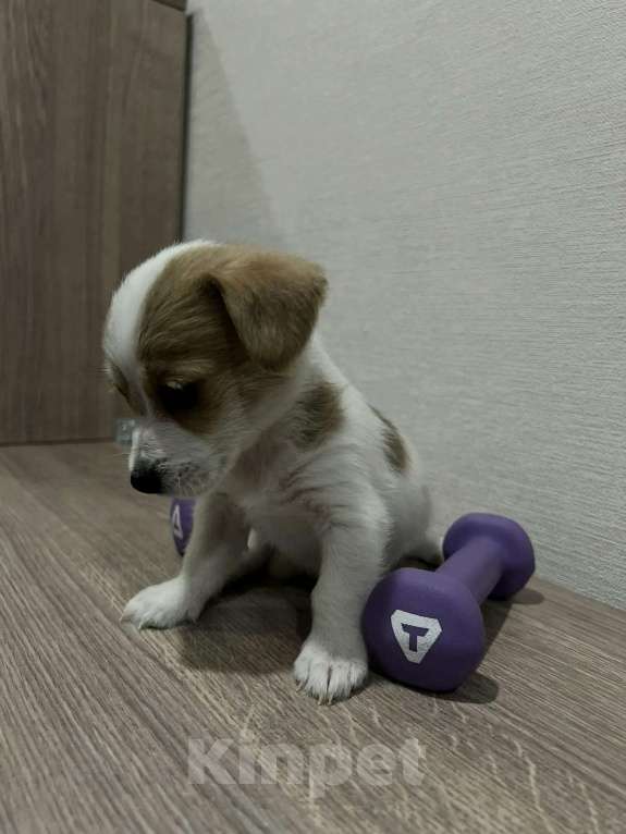 Собаки в Красноярске: Щенок джек Рассел терьер мальчик Мальчик, 18 000 руб. - фото 3