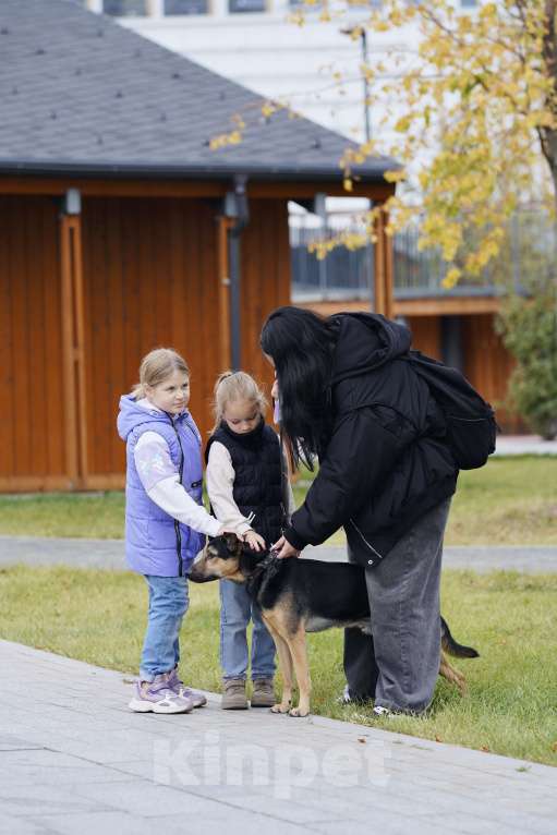 Собаки в Москве: Носик ищет дом Мальчик, Бесплатно - фото 4