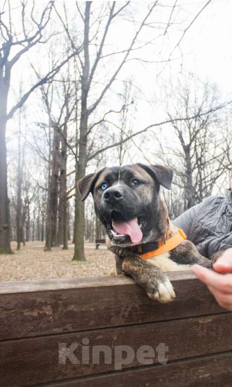 Собаки в Москве: Тина Девочка, Бесплатно - фото 6
