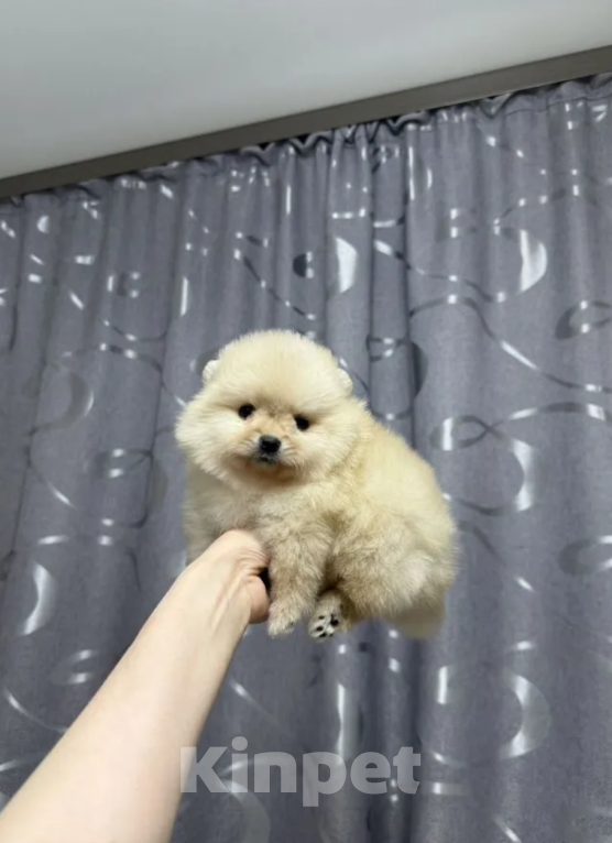 Собаки в Москве: Девочка Девочка, 30 000 руб. - фото 1