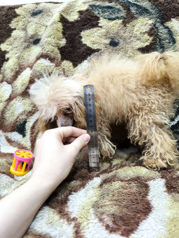 Собаки в Ижевске: От этого микроба вам не захочется избавиться Девочка, Бесплатно - фото 4