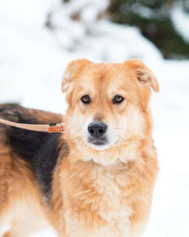 Собаки в Санкт-Петербурге: Мягкая и ласковая молодая собака Девочка, Бесплатно - фото 9
