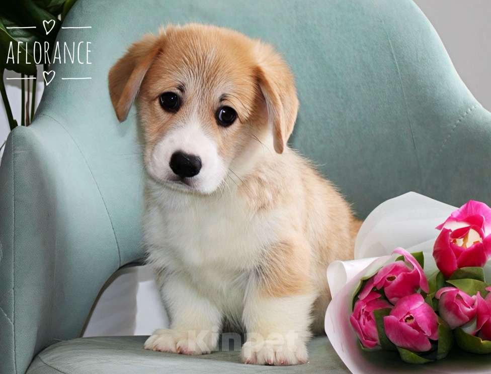 Собаки в Санкт-Петербурге: Щенок вельш -корги пемброк Мальчик, 80 000 руб. - фото 3