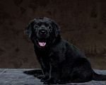 Собаки в Пушкино: Щенки Лабрадора Мальчик, 60 000 руб. - фото 3
