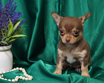 Собаки в Москве: Девочка чихуахуа Девочка, 35 000 руб. - фото 1